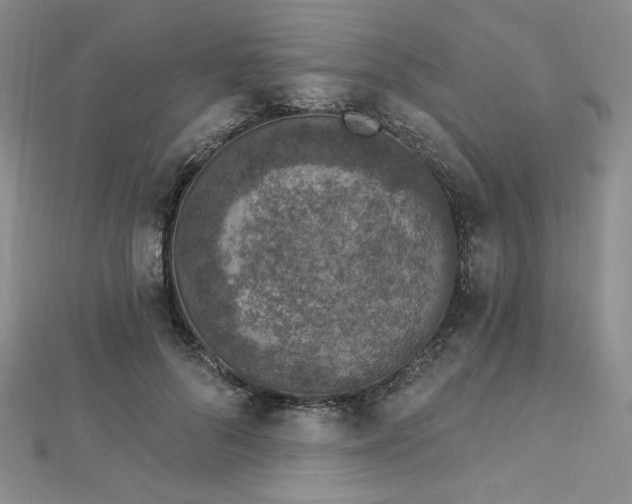 X0000113020696200908271434