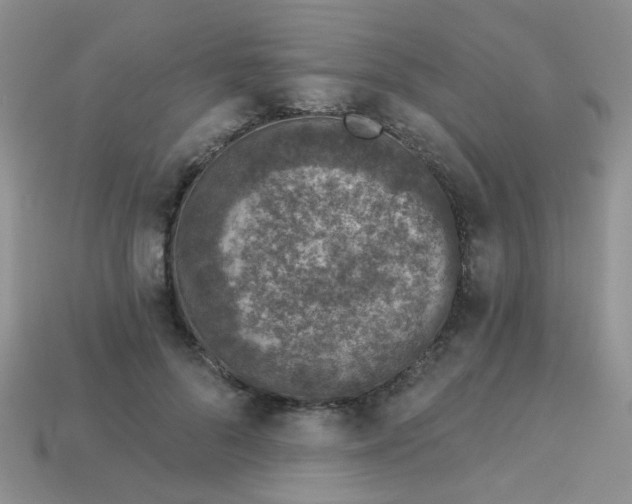 X0000113020696200909101838