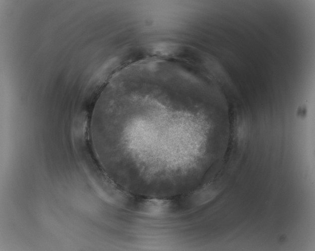 X0000113020328200909171501