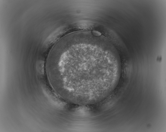 X0000113020696200909171454