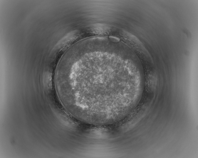 X0000113020696200909241635