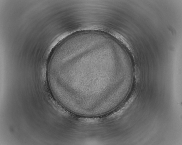 X0000113020781200909241634