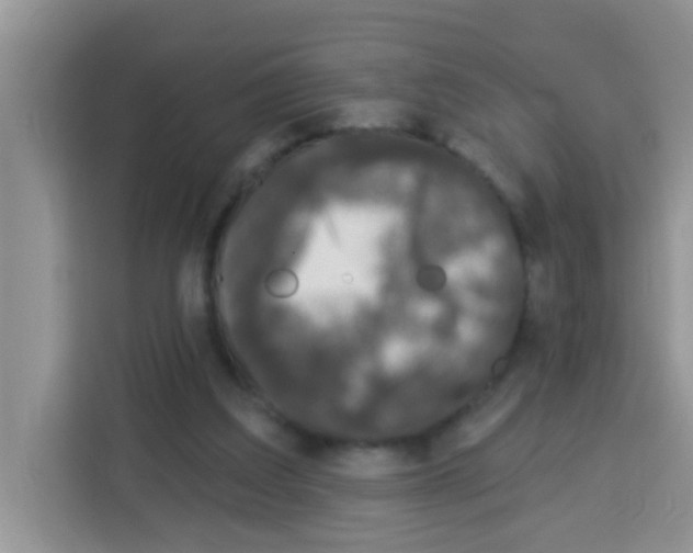 X0000113020203200910081206