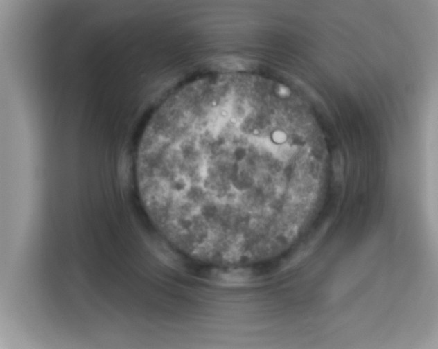 X0000113020359200910081204