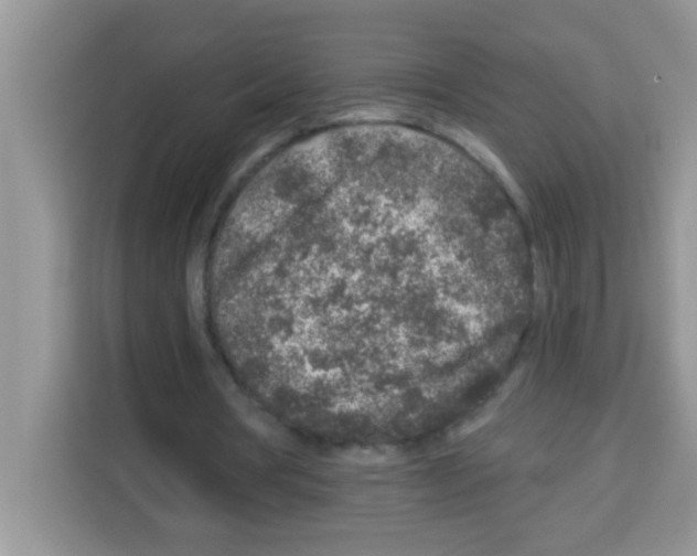 X0000113020386200910081204