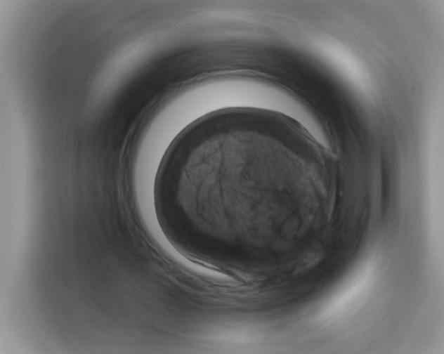 X0000113020387200910081204