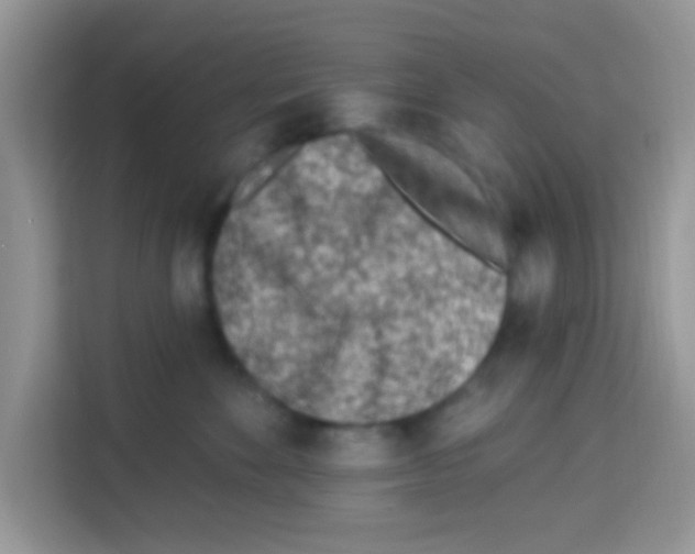 X0000113020524200910081202