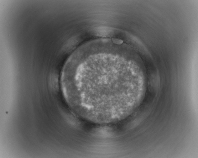 X0000113020696200910081200