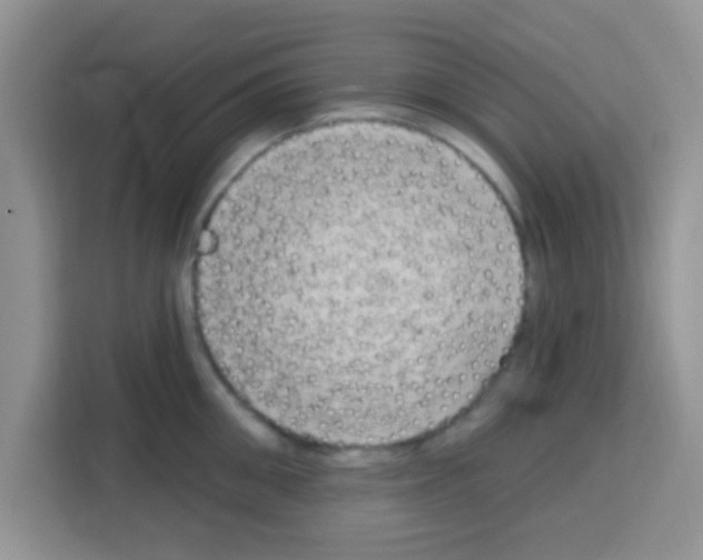 X0000113020906200910081157