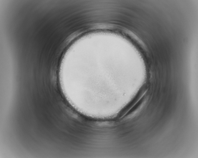 X0000113021025200910081155