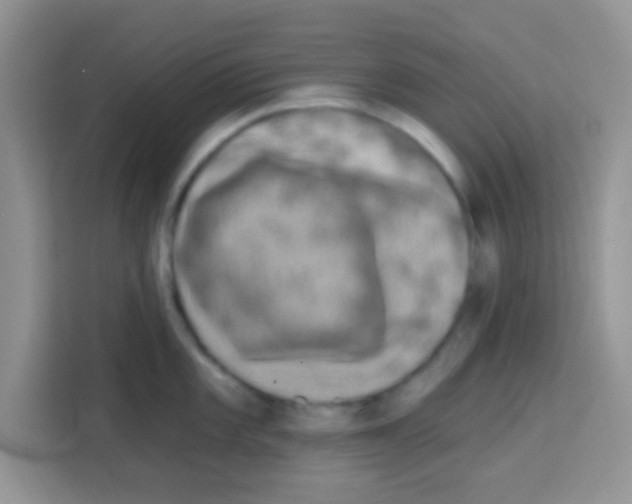 X0000113021101200910081155