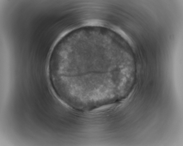 X0000113021331200910081152