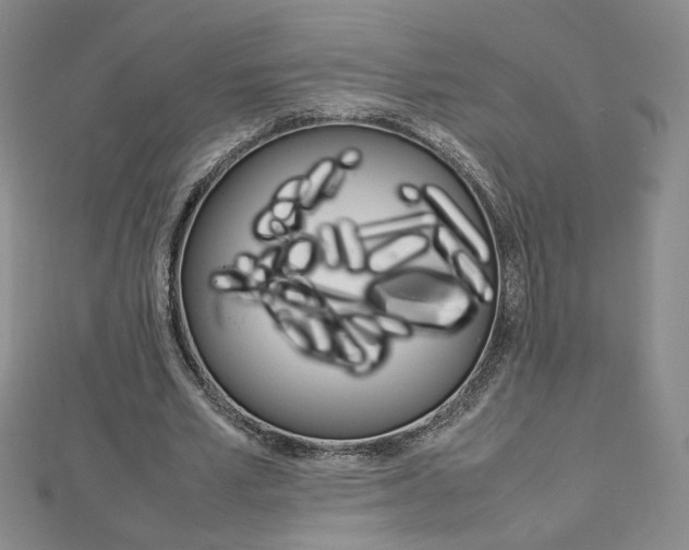 X0000113030581200908271057