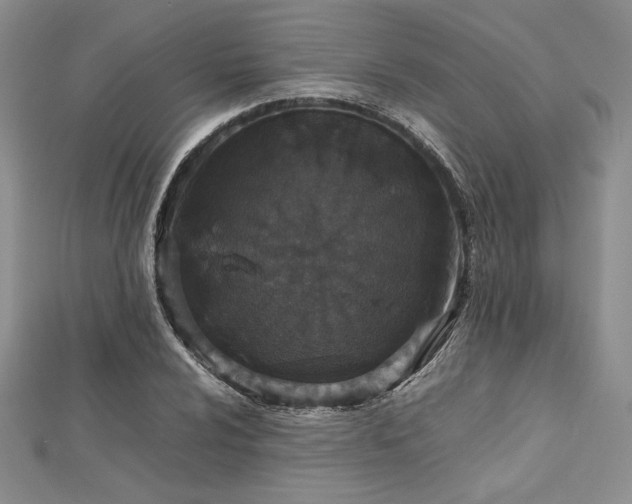 X0000113031024200908271450