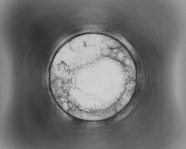 X0000113030807200909031250