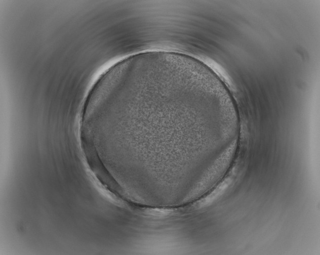 X0000113030854200909101856