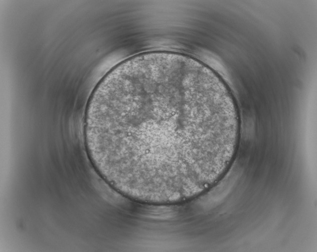 X0000113031338200909101850