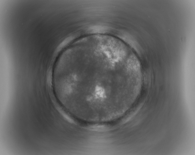 X0000113030581200910081222