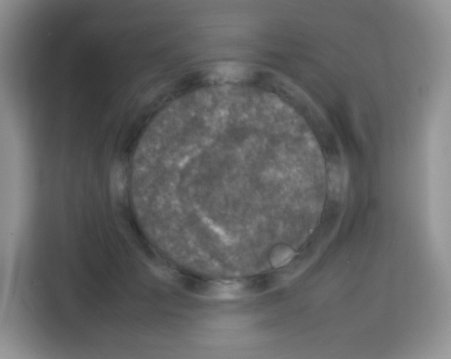 X0000113030701200910081220