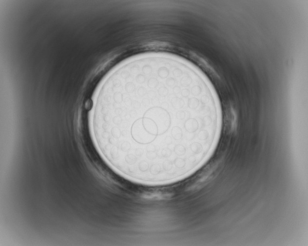 X0000113030734200910081219