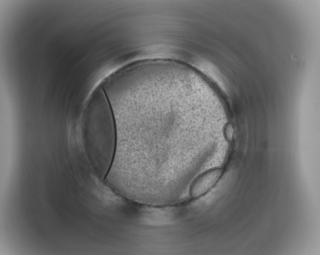X0000113030781200910081219