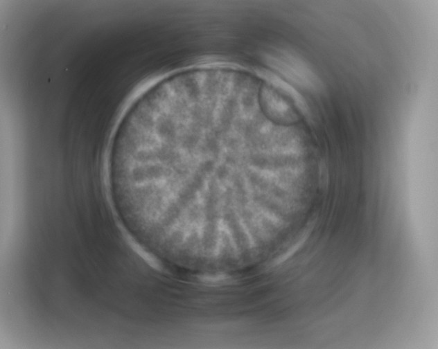 X0000113031231200910081213