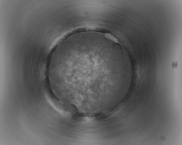 X0000113040496200908271509