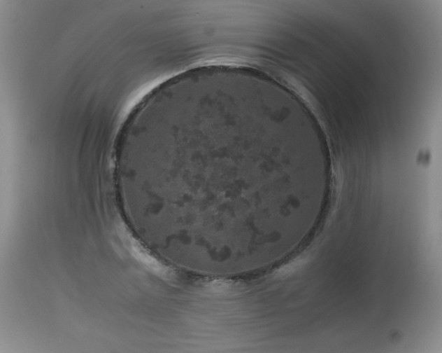 X0000113040779200908271505