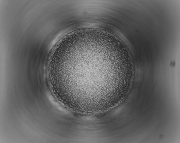 X0000113040994200908271501