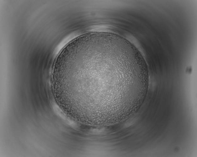 X0000113041386200908271455