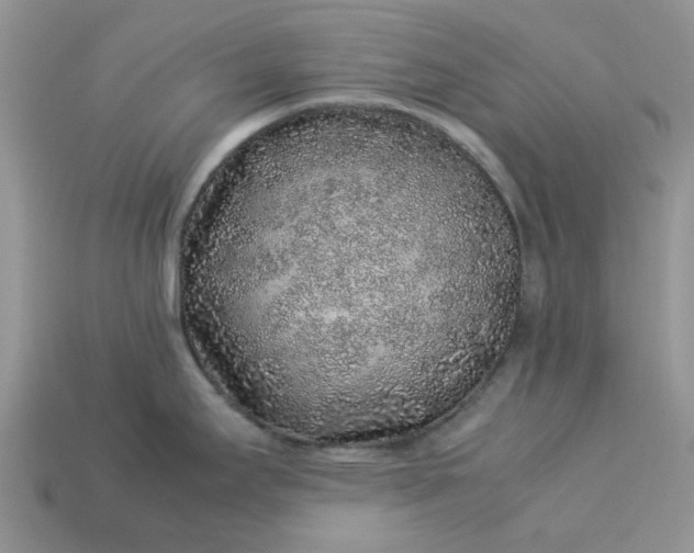 X0000113041295200909101910
