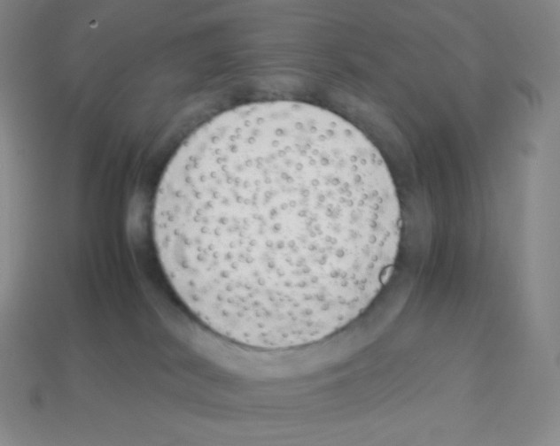 X0000113040038200910081220