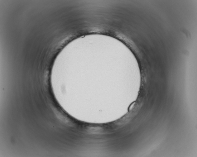X0000113040066200910081219