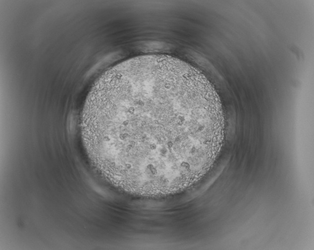 X0000113040165200910081218