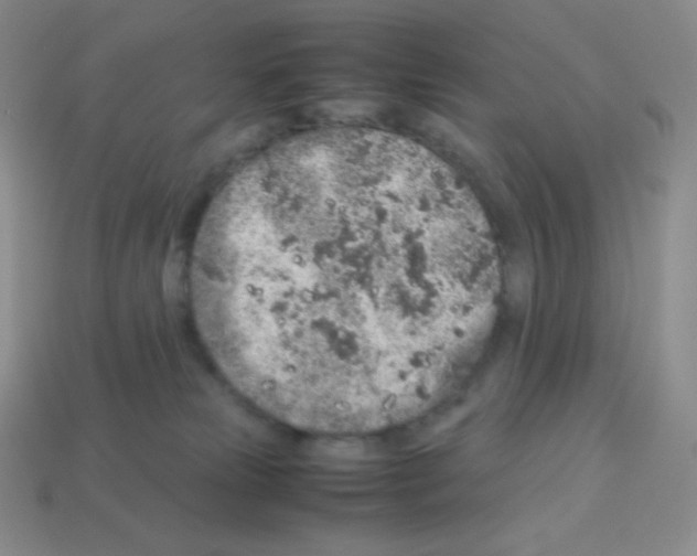X0000113040181200910081218