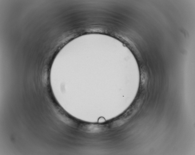 X0000113040261200910081217