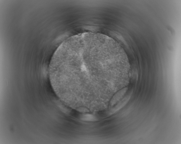 X0000113040285200910081217