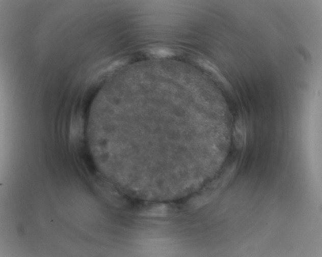 X0000113040330200910081216