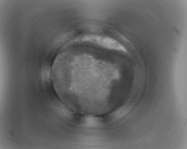 X0000113040336200910081216