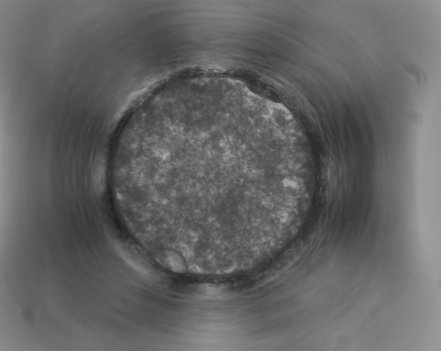X0000113040496200910081214