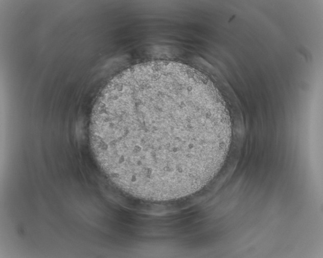 X0000113040663200910081212