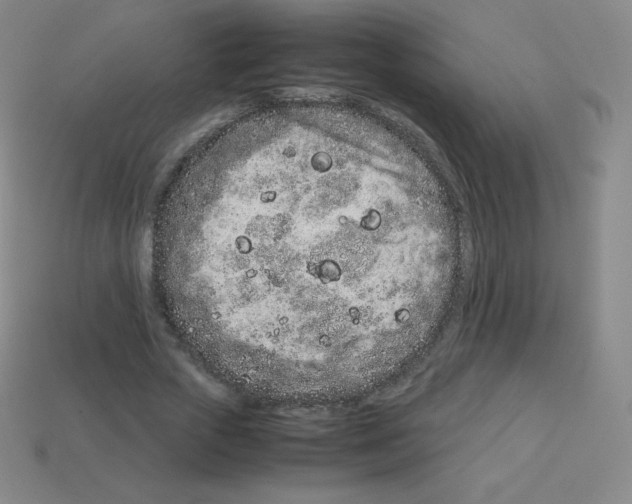X0000113040729200910081210
