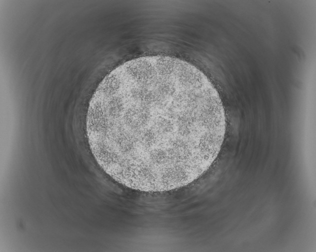 X0000113040817200910081209