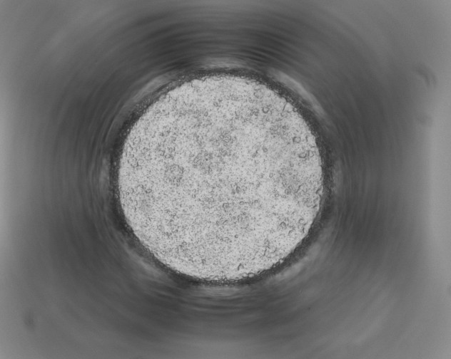 X0000113040825200910081209