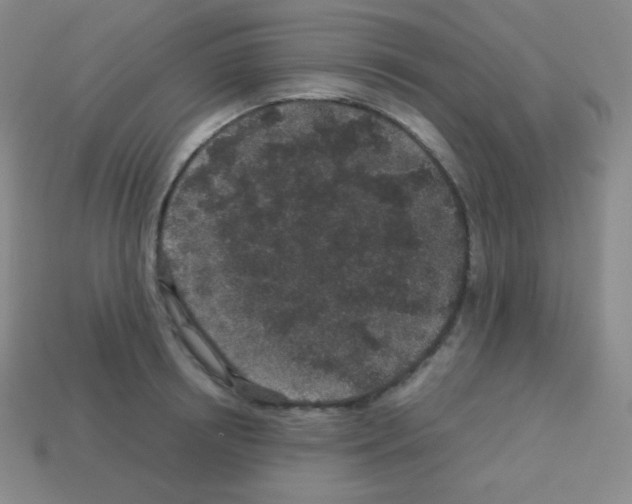 X0000113040850200910081209