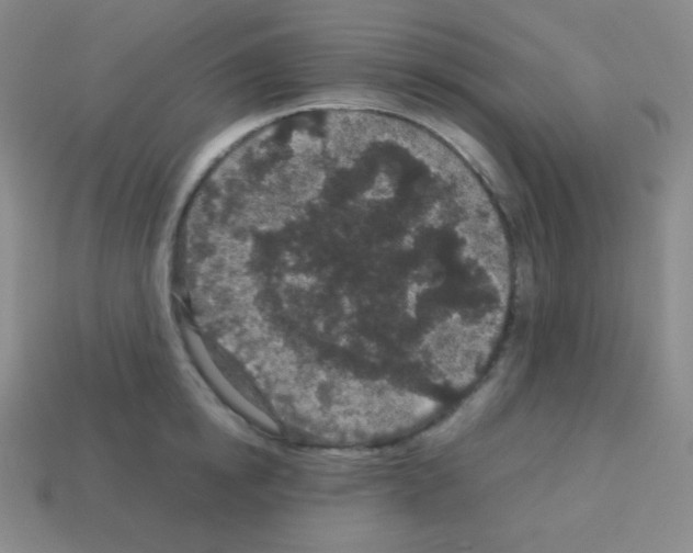 X0000113040854200910081209