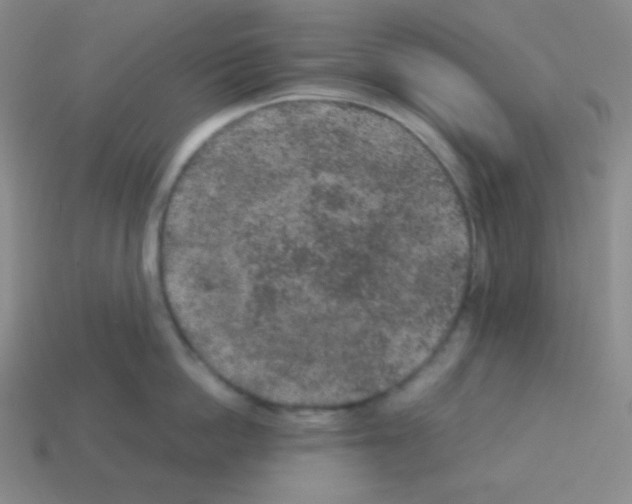 X0000113040862200910081209