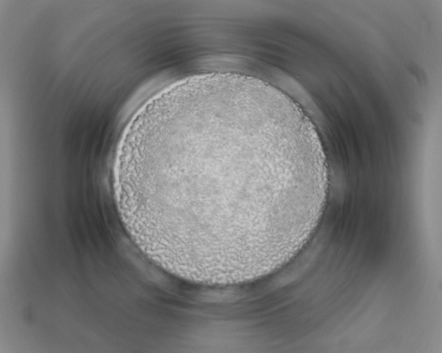 X0000113041386200910081202