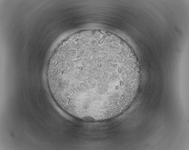 X0000113041429200910081202