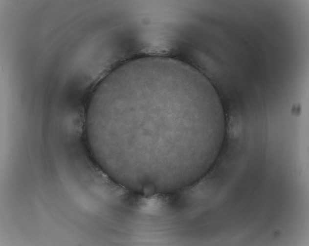 X0000113050370200908271536